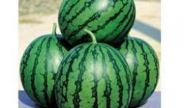 西瓜爆料泰蜜最新视频,泰蜜最新视频揭秘甜蜜瞬间